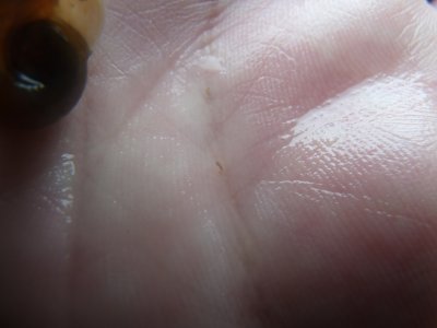 2smP1030400.jpg