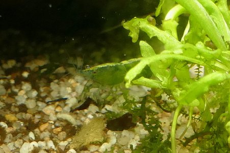 Gelb Grün 1.JPG