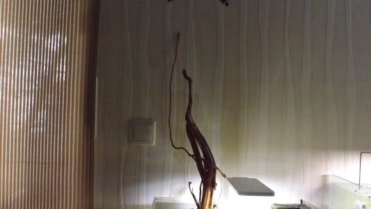 DSCF2945.jpg
