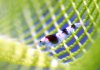 young-superbeeshrimp-1.jpg