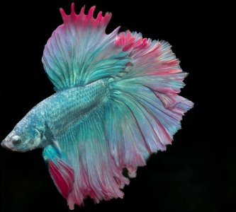 Betta.jpg