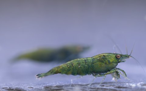 5 Aida Delalic 748-.jpg