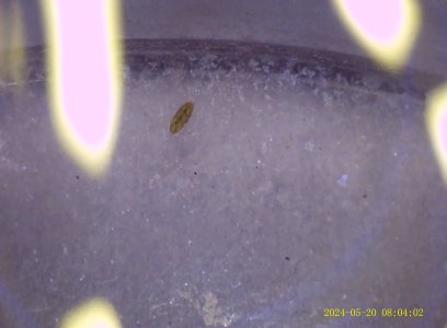 IMG0520_013.JPG
