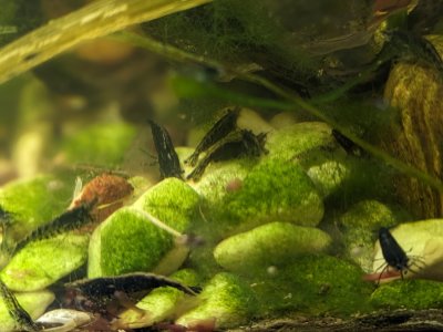 Black auf bemoosten Steinen.jpg