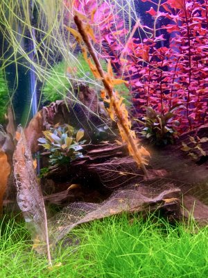 Groß (IMG_2037).jpeg