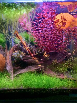 Groß (IMG_2019).jpeg