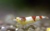 Superbeeshrimp-5.jpg