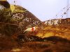 bees 038.JPG