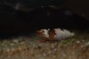 DSC_4300.JPG