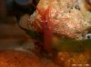 NANO_BECKEN 020 Putzergarnele.jpg
