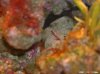 NANO_BECKEN 024 mini-grundel.jpg