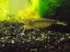Amano-Garnele.JPG