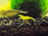 Yellow-Garnele.JPG