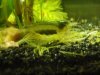 Amano-Weibchen-2.JPG