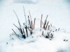 Winter_09.JPG