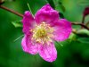 Apfelrose_001.JPG