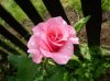rose1.jpg
