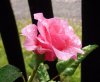 rose2.jpg