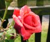 rose3.jpg