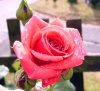 rose4.jpg