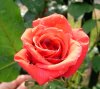 rose5.jpg