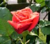 rose6.jpg