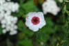 DSC_0030.jpg