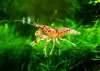 Cambarellus montezumae montezumae 004.JPG