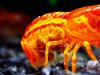 Cambarellus patzcuarensis sp. orange_002.JPG