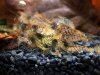 Caridina cf. cantonensis var. Tiger_005.JPG
