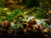 Neocaridina cf. zhanghjiajiensis var. blue_006.JPG