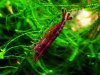 Neocaridina heteropoda var. red_009.JPG