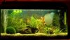 Quarium1.jpg