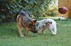 Sunny und Gundo im Garten.jpg