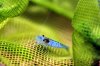 blaue-red-fire-7.jpg