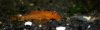 Ancistrus orange.jpg