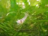 Caridina babaulti stripe 1.jpg