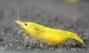 yellow fire.jpg