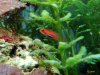 eviota_pellucida_2009-05-02.jpg