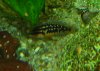 julidochromis-x2.JPG