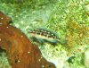 julidochromis-x4.JPG