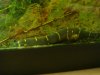 DSC07287.JPG