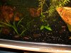 Aquarium 352.jpg