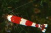 CBN_039_800.jpg