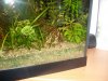 Aquarium-Garnelen 009.jpg