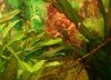 Aquarium-Garnelen 018.jpg