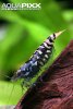 Camouflage shrimp7.jpg