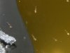 larven_detail-2.jpg