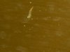 larven_detail-3.jpg