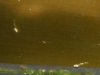 larven_detail-4.jpg
